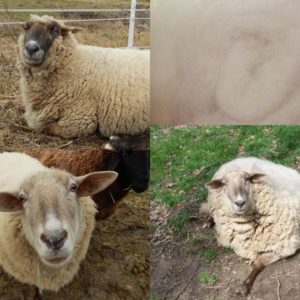 Wollvliese & Kardenbänder von heimischen Schafen